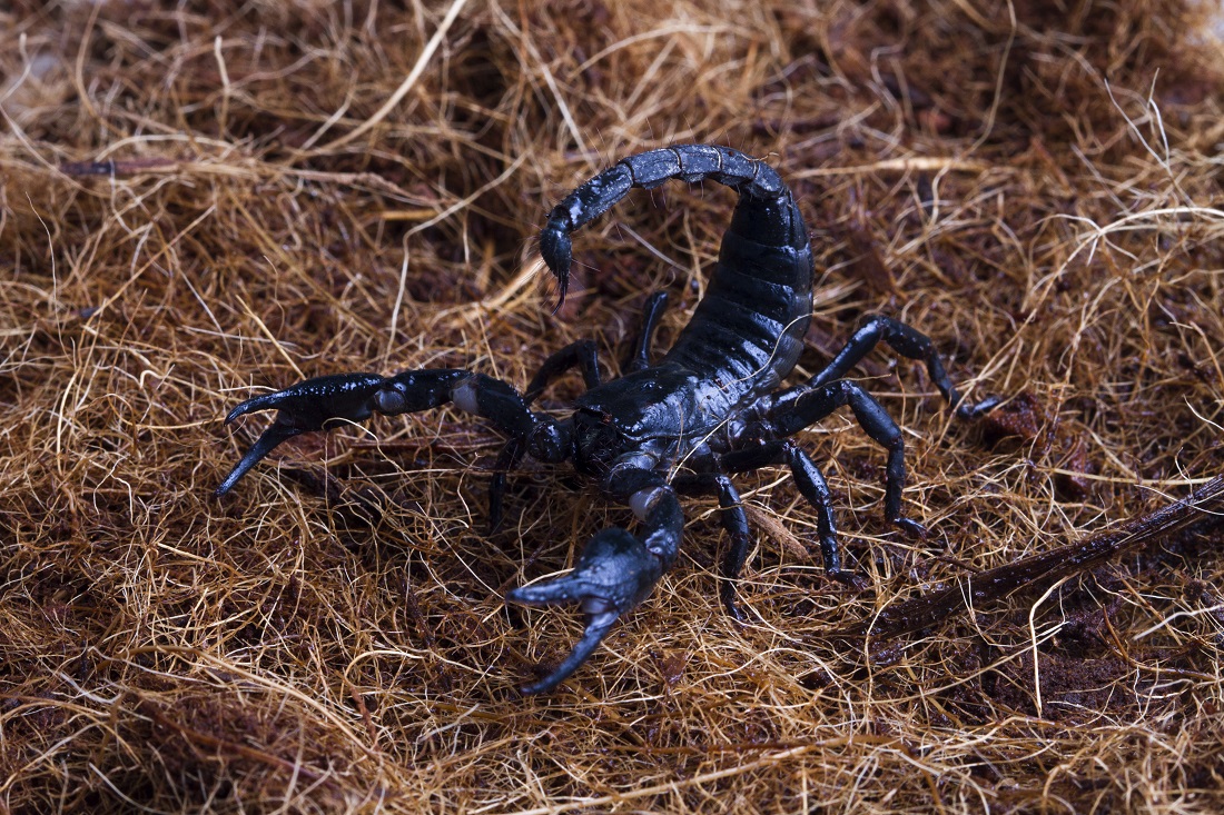 Scorpion Infestation Management Companies in Tennessee